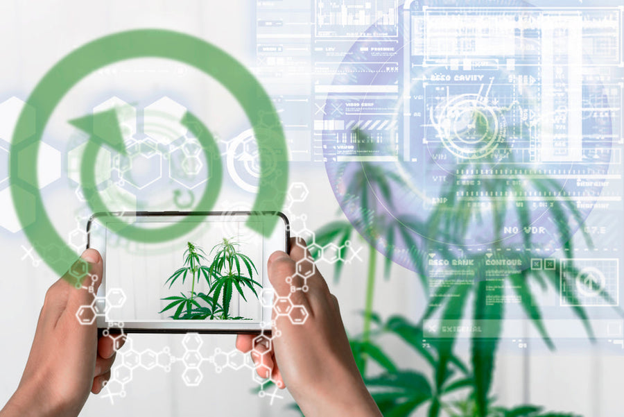 Cannabis Culture 2.0: THC in the Digital Age