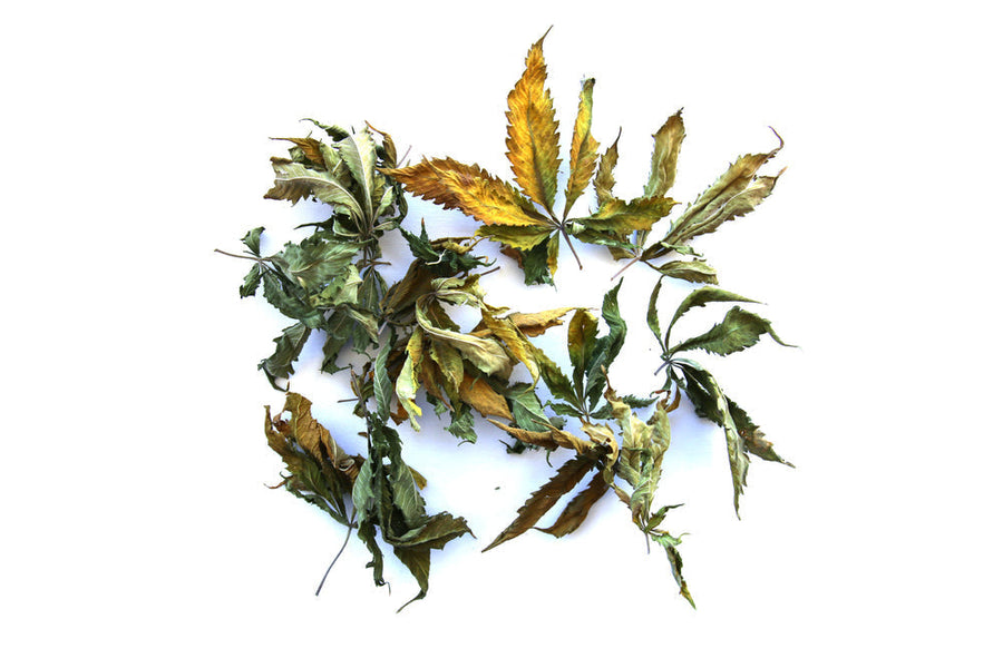 Decarboxylation Explained: How THC Gets Its Power