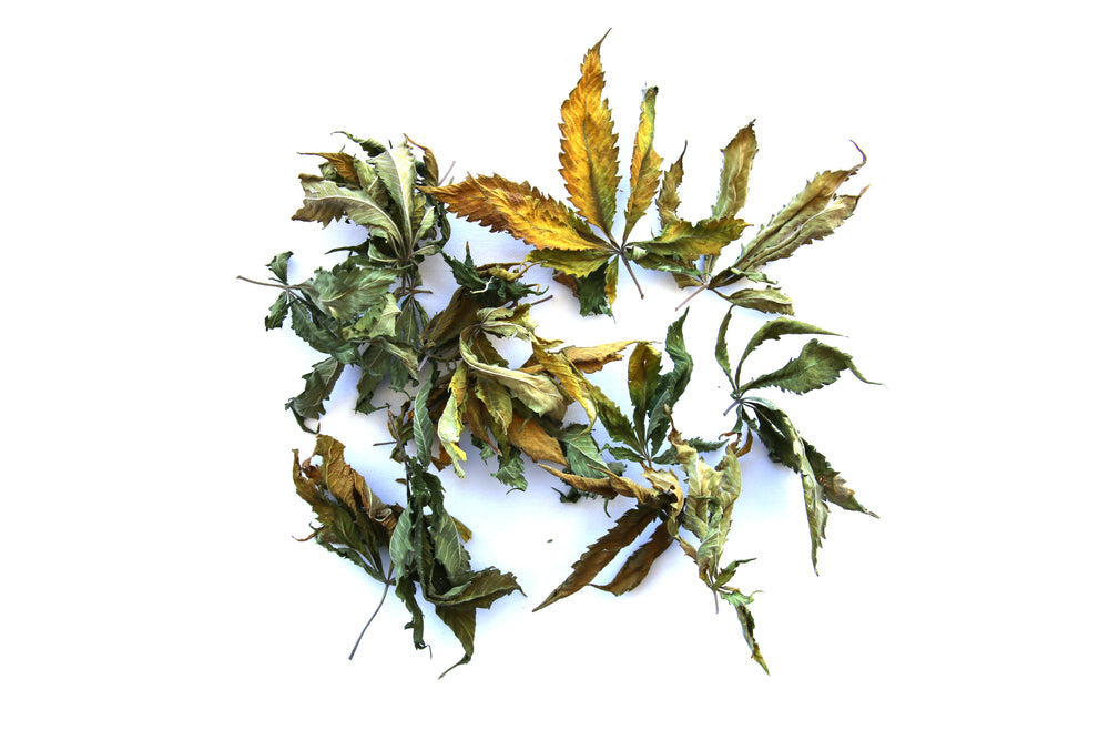 Decarboxylation Explained: How THC Gets Its Power