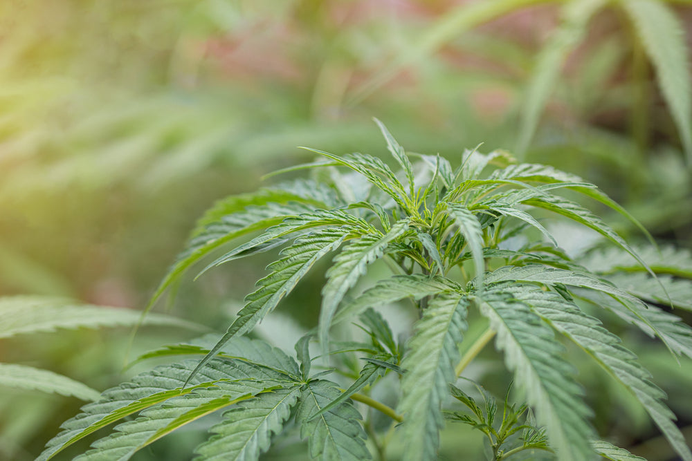 What Is Hemp-Derived THC?