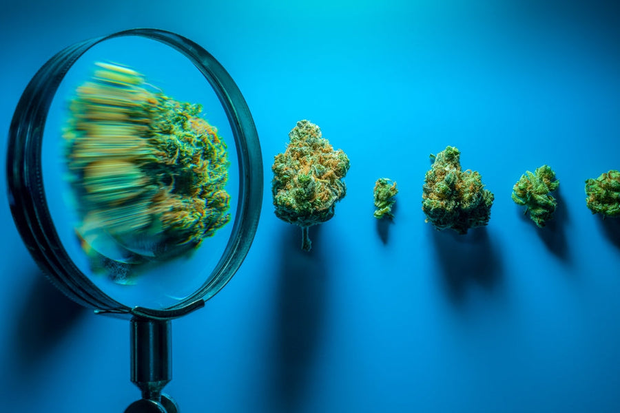 Magnifying Herb