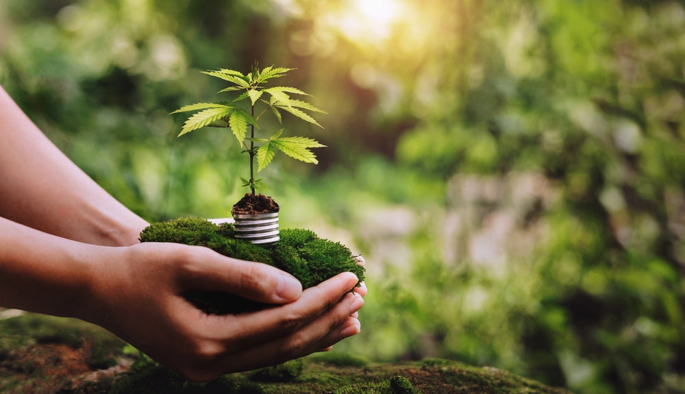 Person Planting Hemp Plant